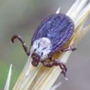 Image of Marsh tick