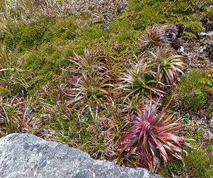 Image of Richea alpina Y. Menadue