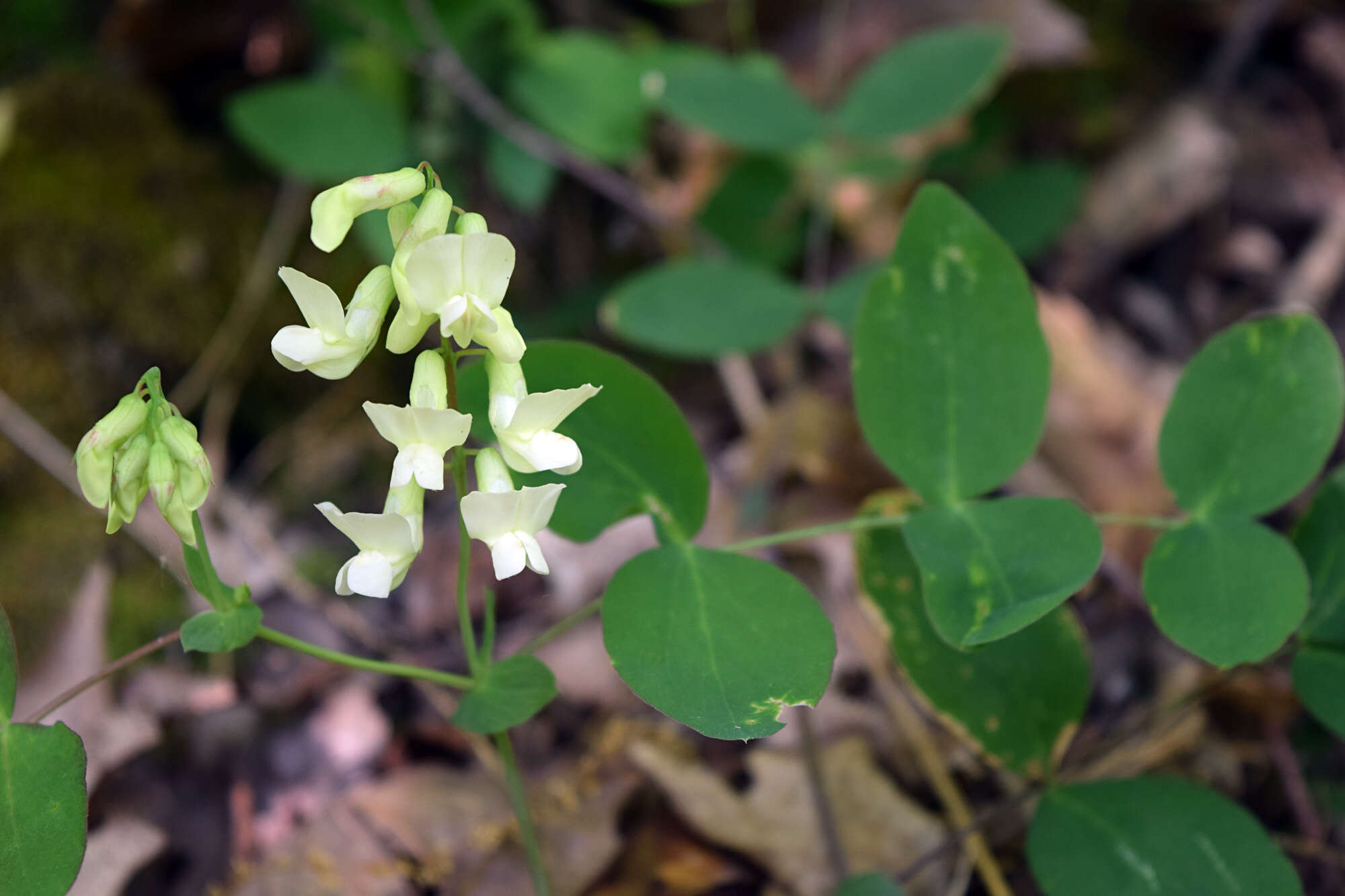 Lathyrus ochroleucus Hook. resmi