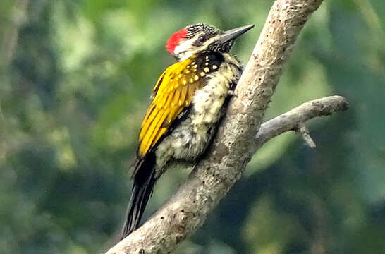 Image of Black-rumped Flameback