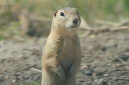 Image of Richardson's ground squirrel