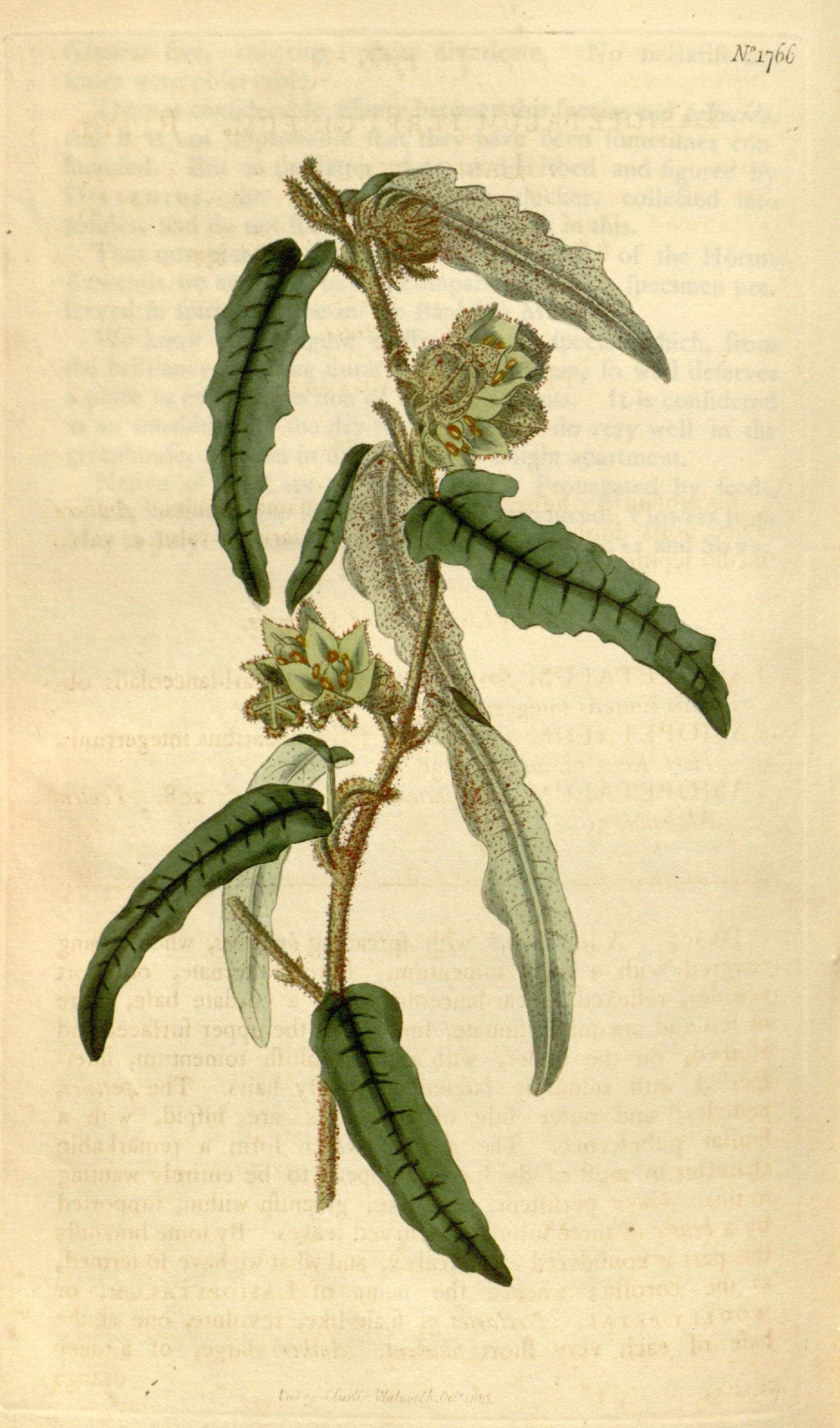 Image of Lasiopetalum