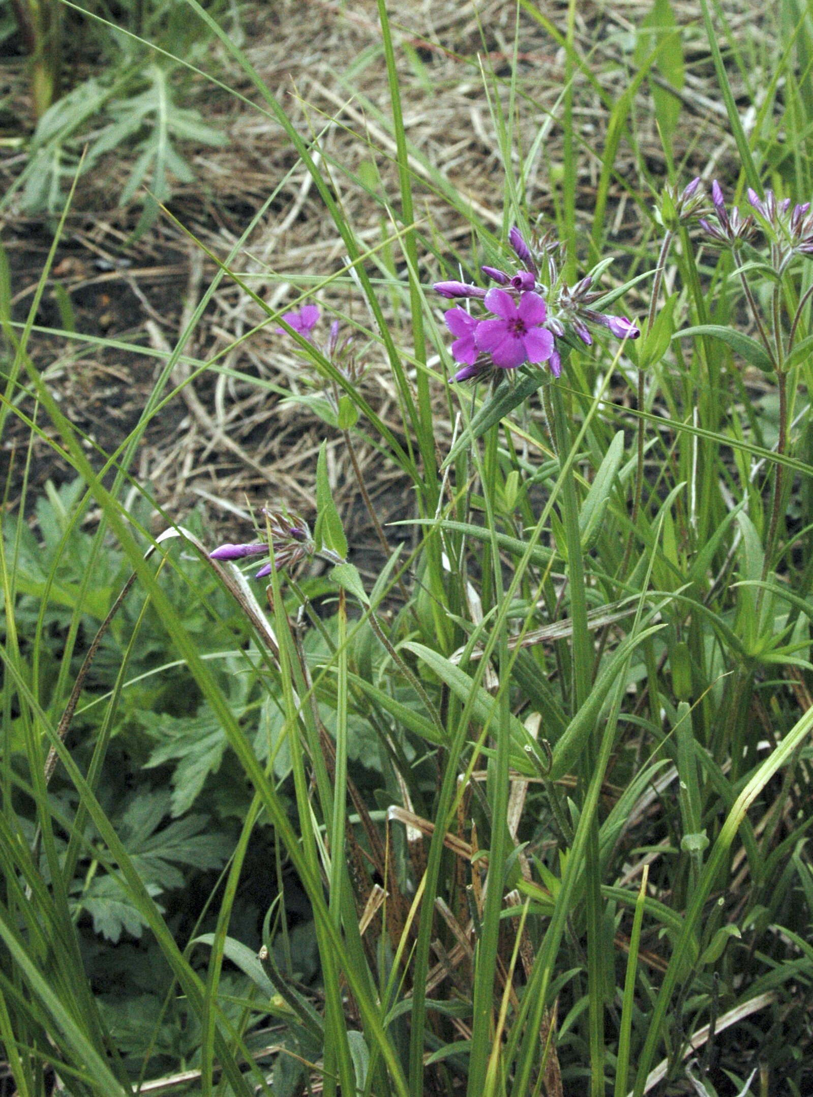 Image of downy phlox