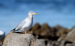 Image of Larus Linnaeus 1758