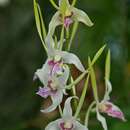 Image of Antelope orchid