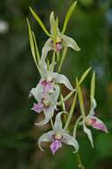 Image of Antelope orchid