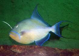 Image of Triggerfish