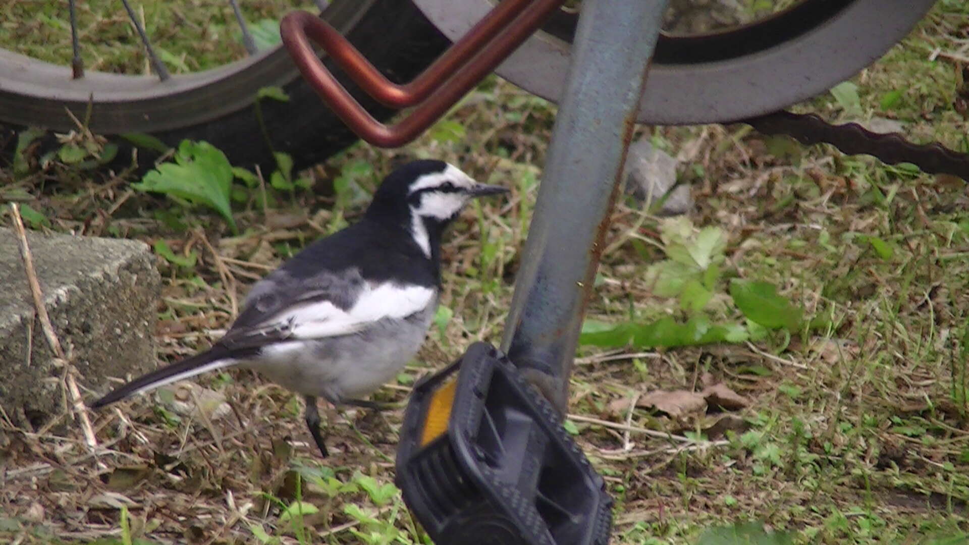 Image of Motacilla alba lugens Gloger 1829