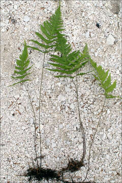 Image of Beech Fern