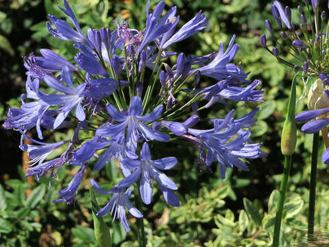 Imagem de Agapanthus praecox Willd.