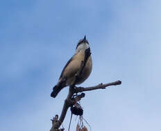 Image of Eurasian Nuthatch