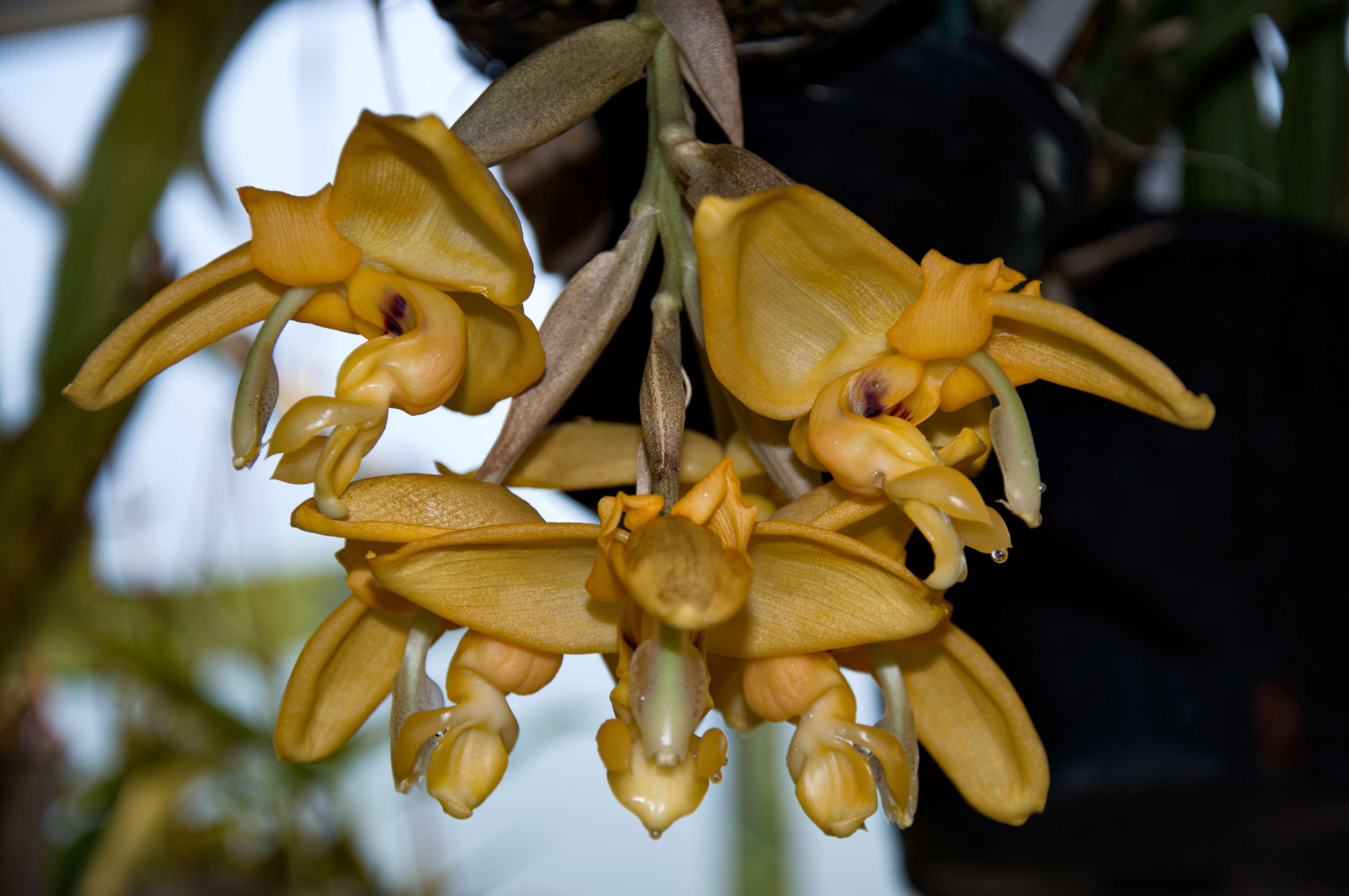 Image of Stanhopea anfracta Rolfe