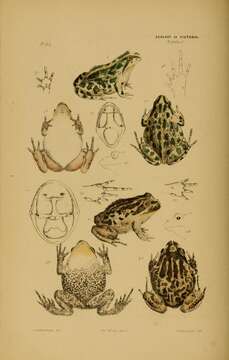 Imagem de Limnodynastes Fitzinger 1843