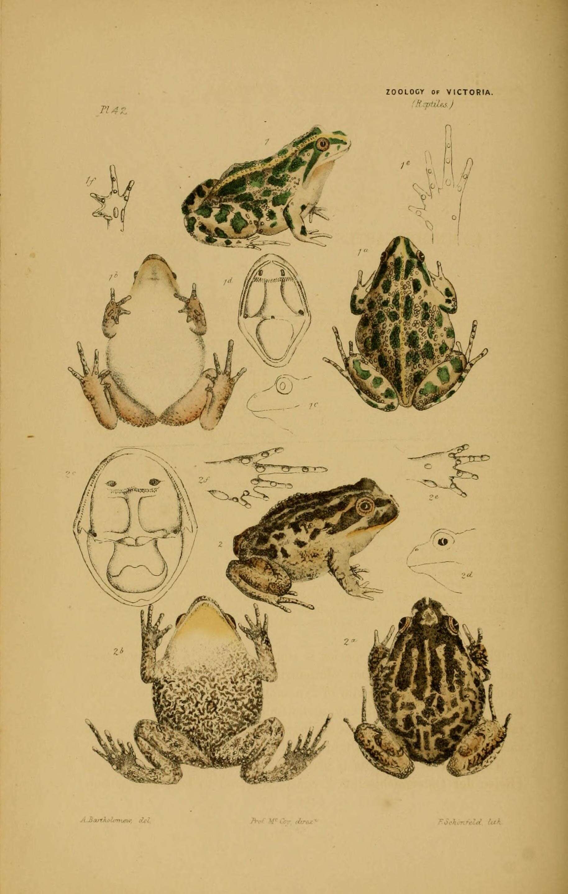 Image of Myobatrachoidea Schlegel 1850