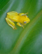 Image of African tree frogs