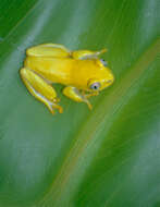 Image of Boettger's Reed Frog