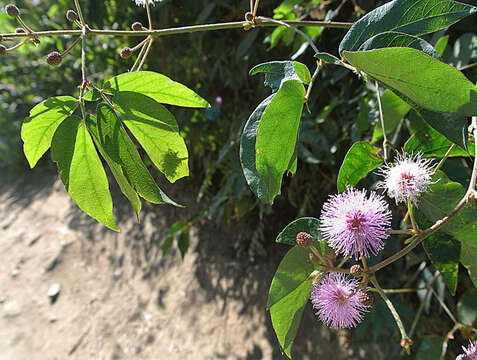 Image of Mimosa albida Willd.