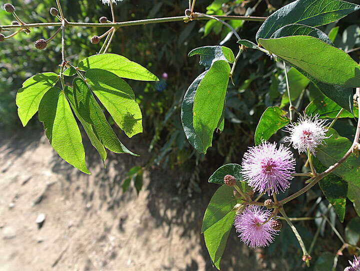 Image of Mimosa albida Willd.