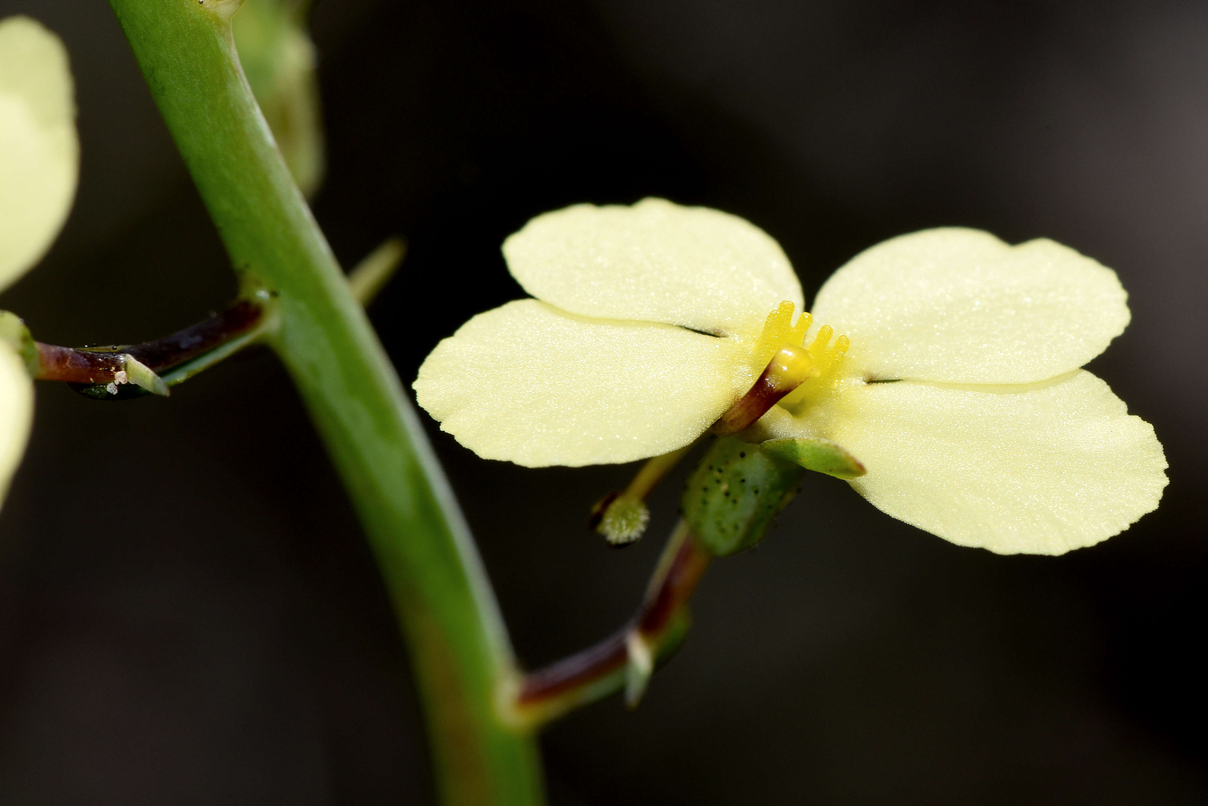 Image of Stylidium hymenocraspedum Wege