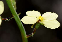 Sivun Stylidium hymenocraspedum Wege kuva