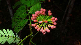 Image of Albizia pedicellaris (Dc.) L. Rico