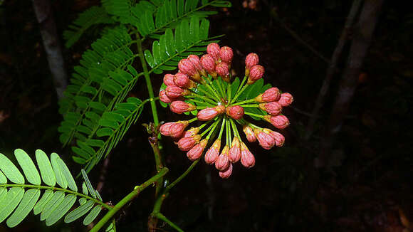 Image de Albizia pedicellaris (Dc.) L. Rico