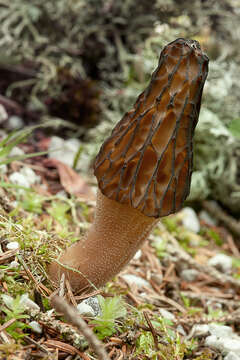 Image of Morchella elata Fr. 1822