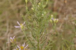 Plancia ëd Galatella sedifolia subsp. sedifolia