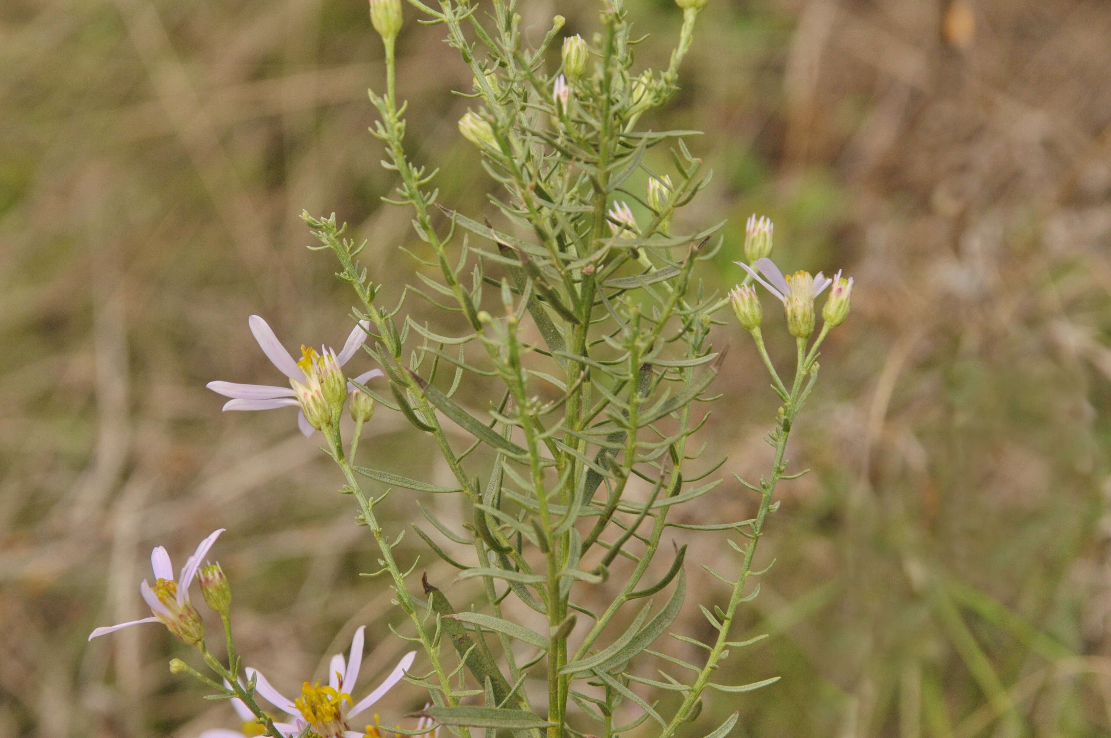 Image of Galatella sedifolia (L.) Greuter