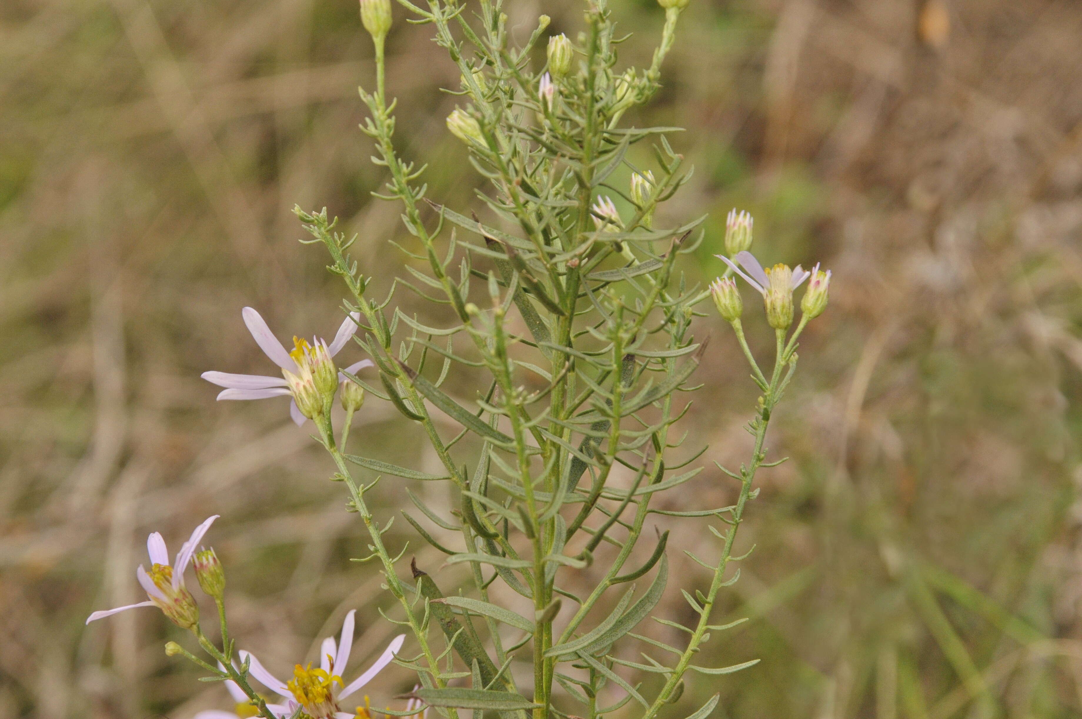 Plancia ëd Galatella sedifolia subsp. sedifolia