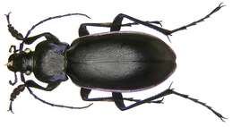 Image of Carabus (Megodontus) violaceus violaceus Linnaeus 1758