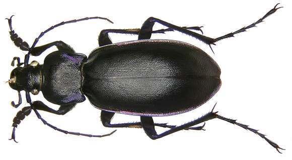 Image of Carabus (Megodontus) violaceus violaceus Linnaeus 1758