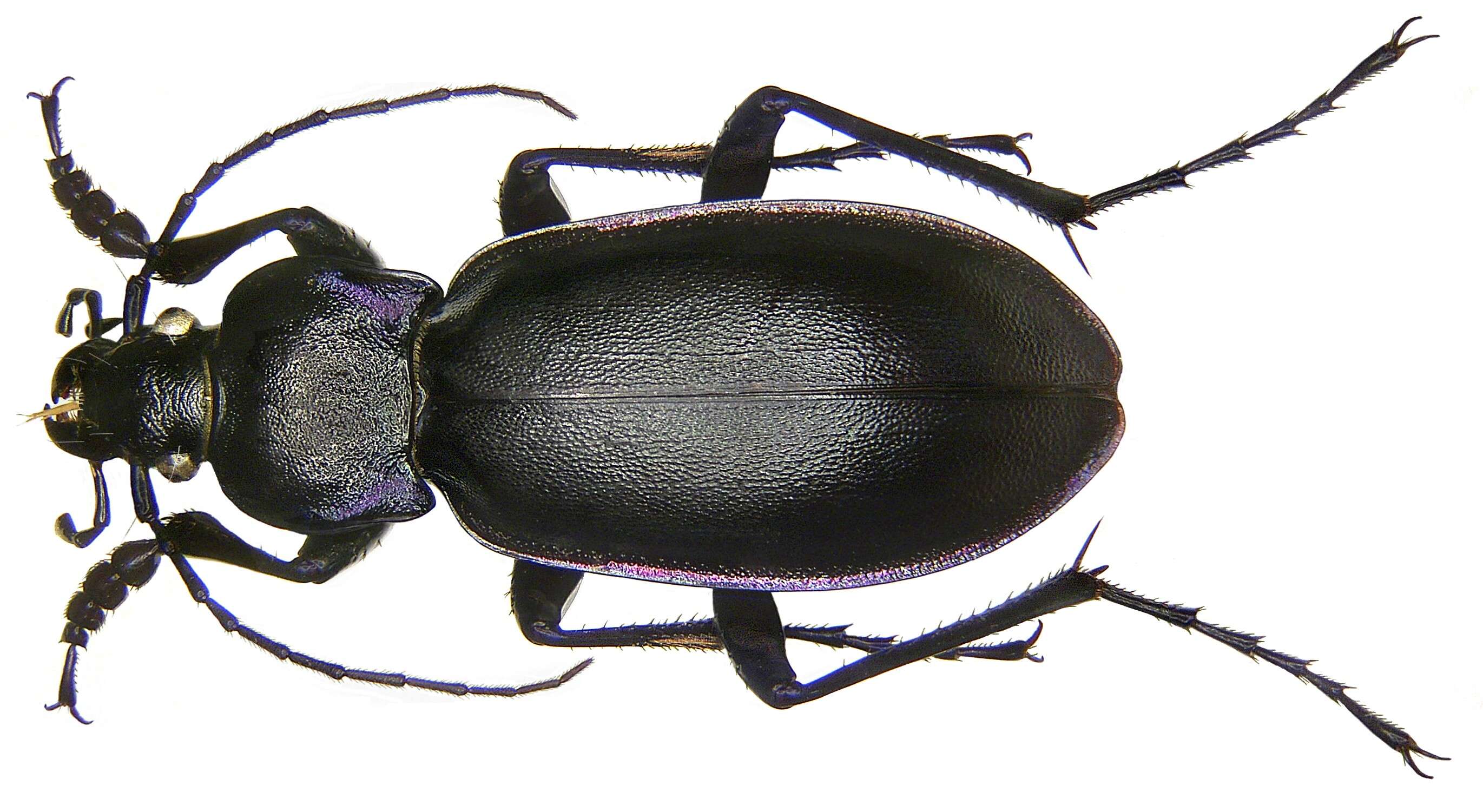 Image of Violet Ground Beetle