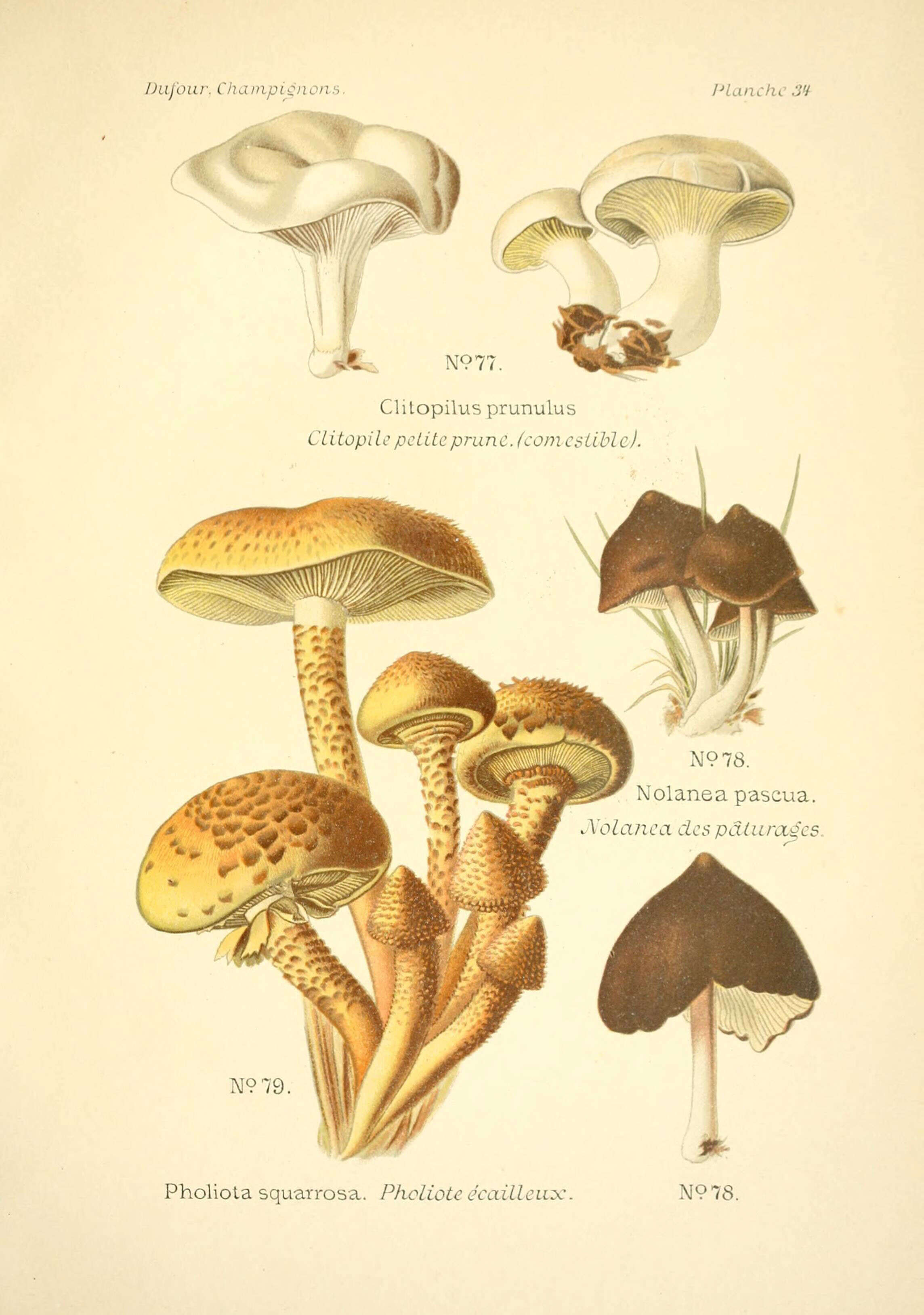 Image of Sweetbread mushroom