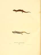 Image of dusky salamanders