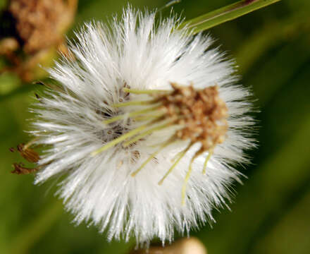 Image of balsam groundsel