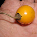 صورة Solanum alternatopinnatum Steud.