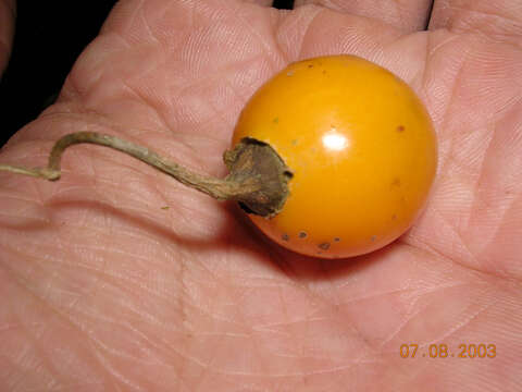 Image of Solanum alternatopinnatum Steud.