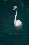 Imagem de Phoenicopterus roseus Pallas 1811