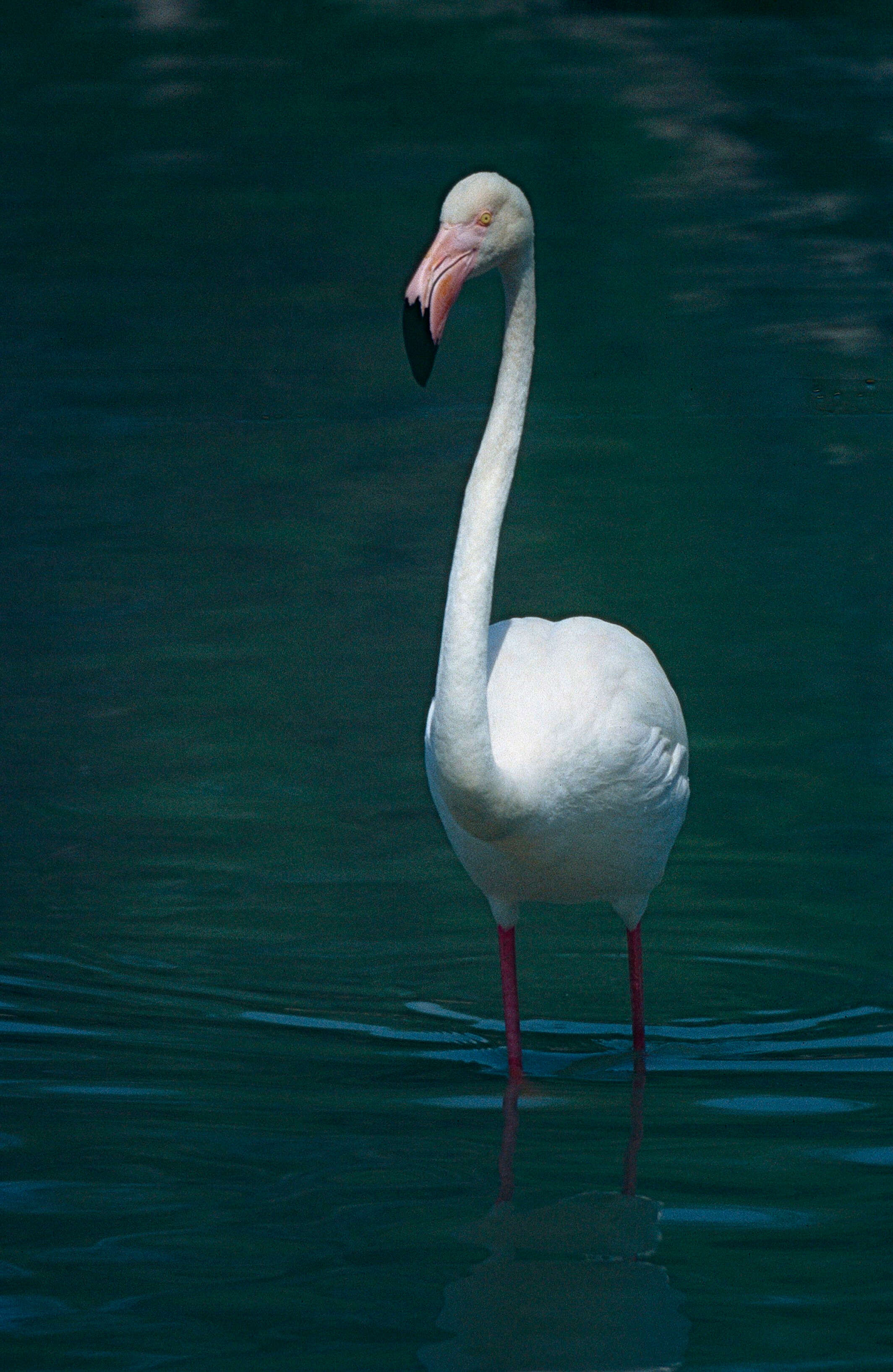 Imagem de Phoenicopterus roseus Pallas 1811