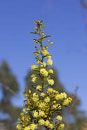 Image of early wattle