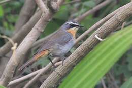 Image of Cape Robin