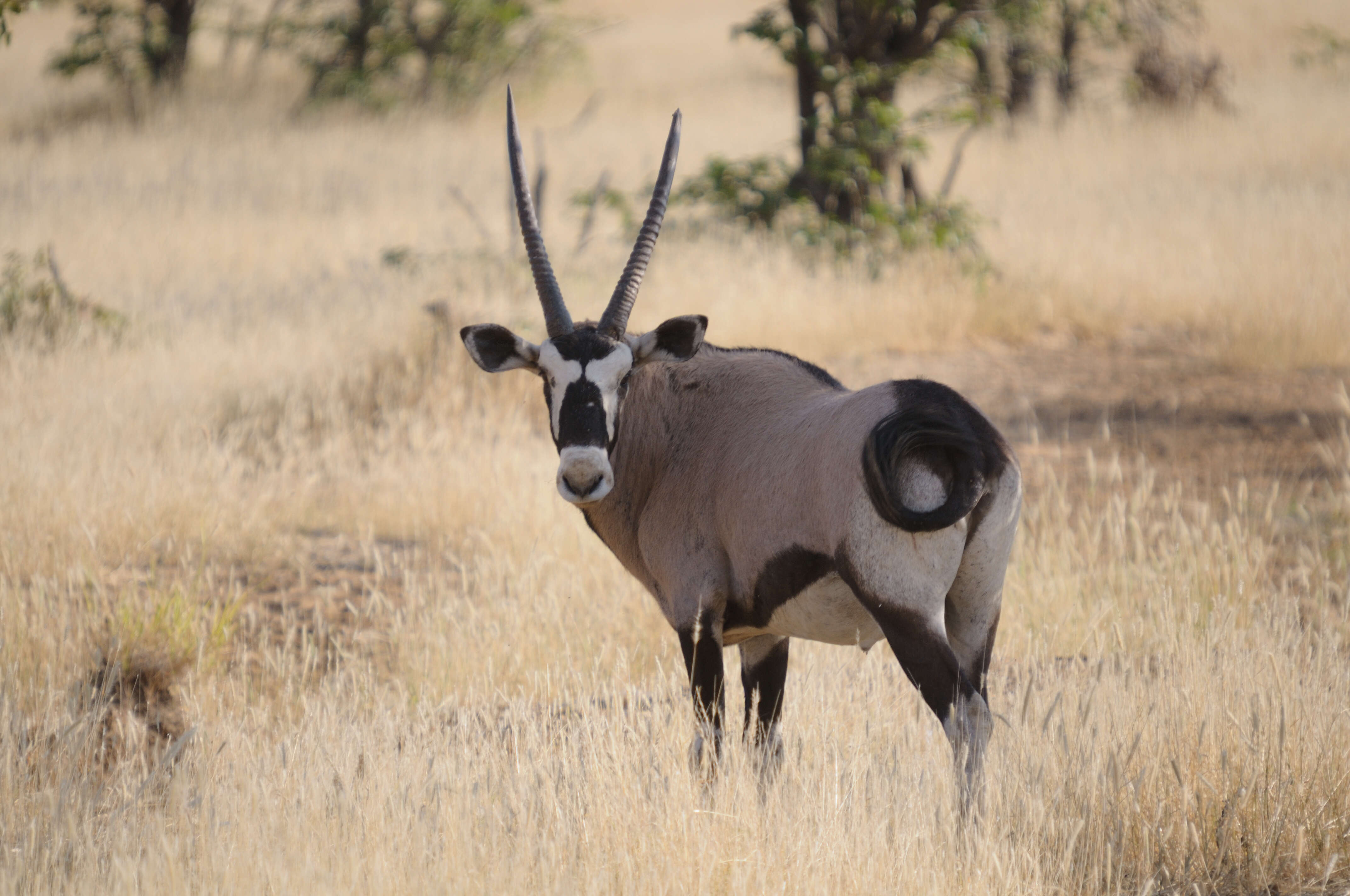 Image of Oryxes