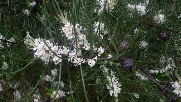 Image of Hakea lissosperma R. Br.