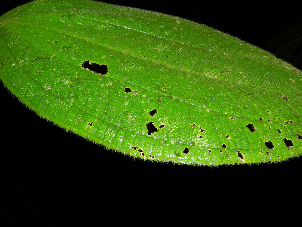 Image of Henriettea cuneata (Standl.) L. O. Williams