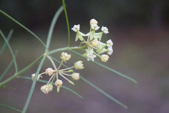 Image of whorled milkweed