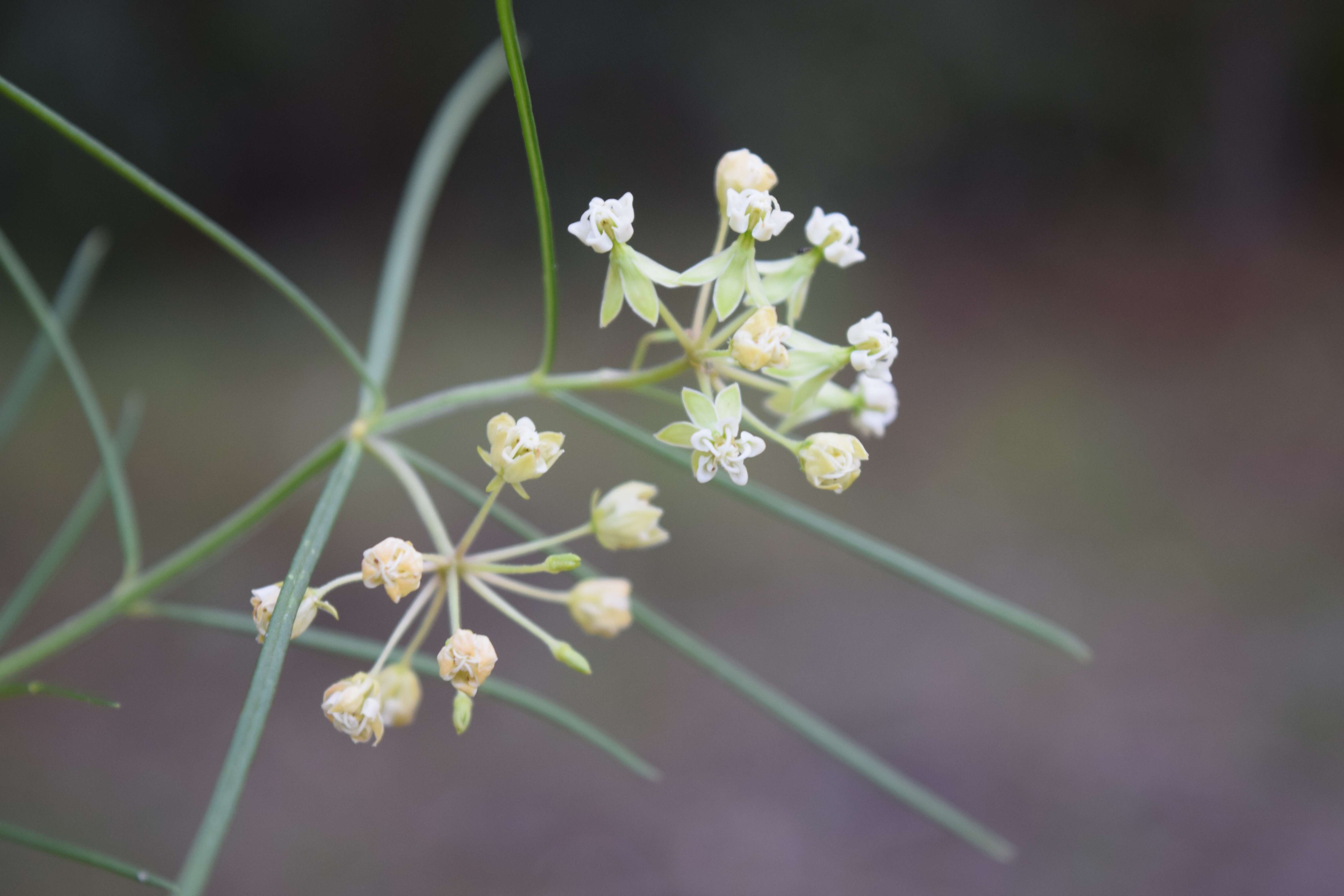 Image of milkweed