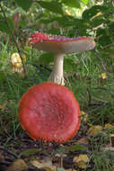 Image of Amanita