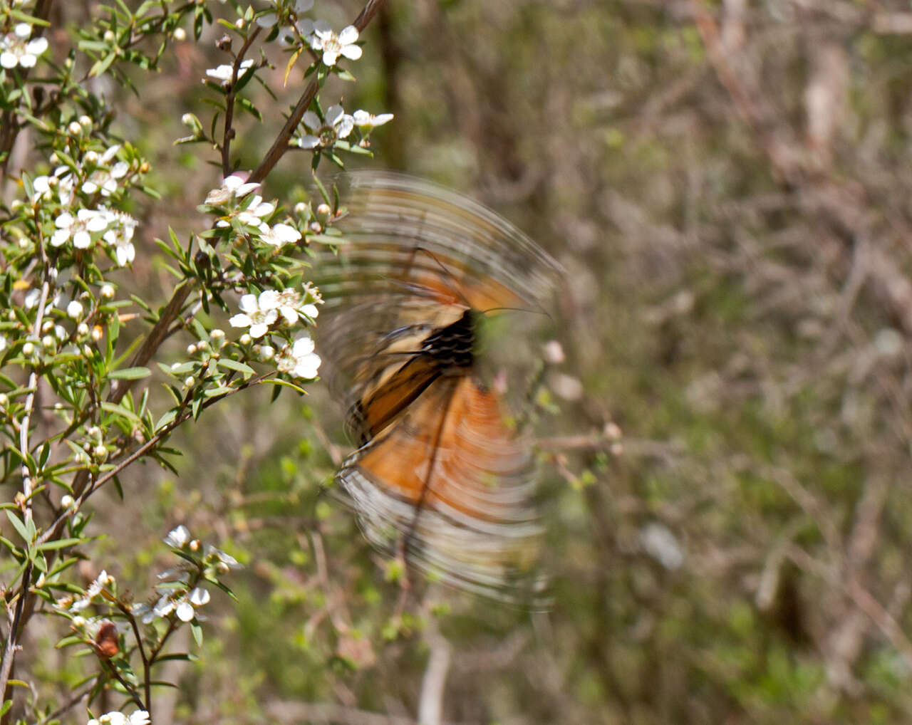 Image of Monarch Butterfly