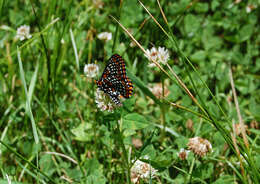 Euphydryas phaeton Drury 1767的圖片